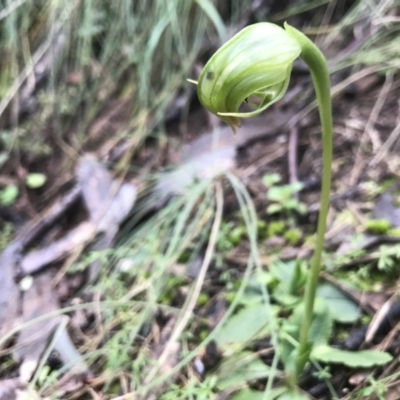 Pterostylis nutans (Nodding Greenhood) at Paddys River, ACT - 6 Aug 2021 by PeterR