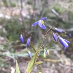 Stypandra glauca (Nodding Blue Lily) at Paddys River, ACT - 6 Aug 2021 by PeterR