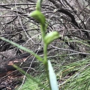 Stypandra glauca at Paddys River, ACT - 6 Aug 2021 11:07 AM