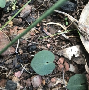 Acianthus sp. at Paddys River, ACT - 6 Aug 2021