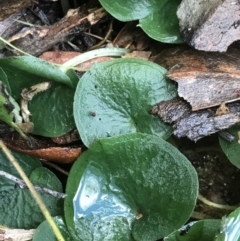 Corybas sp. (A Helmet Orchid) at Bullen Range - 6 Aug 2021 by PeterR