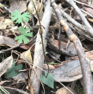 Acianthus exsertus at Paddys River, ACT - suppressed