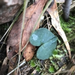 Acianthus exsertus at Paddys River, ACT - suppressed