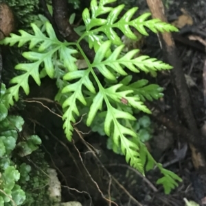 Pteris tremula at Acton, ACT - 3 Aug 2021