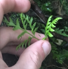 Pteris tremula at Acton, ACT - 3 Aug 2021