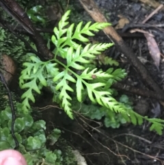 Pteris tremula at Acton, ACT - 3 Aug 2021