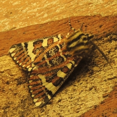 Apina callisto (Pasture Day Moth) at Point Hut to Tharwa - 8 Apr 2021 by michaelb
