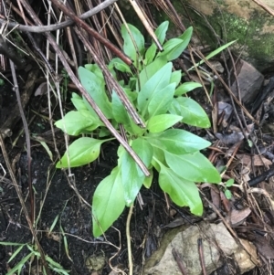 Centranthus ruber at Acton, ACT - 3 Aug 2021