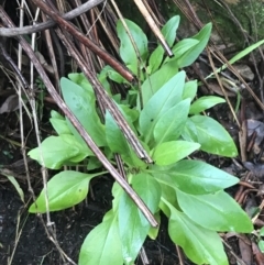 Centranthus ruber at Acton, ACT - 3 Aug 2021