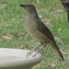 Ptilonorhynchus violaceus (Satin Bowerbird) at Pollinator-friendly garden Conder - 10 Apr 2021 by michaelb