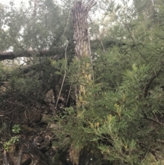 Cyathea australis subsp. australis (Rough Tree Fern) at Black Mountain - 3 Aug 2021 by Tapirlord