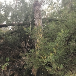 Cyathea australis subsp. australis at Acton, ACT - 3 Aug 2021