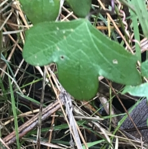 Passiflora cinnabarina at Acton, ACT - 3 Aug 2021