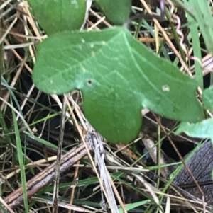 Passiflora cinnabarina at Acton, ACT - 3 Aug 2021 10:35 AM