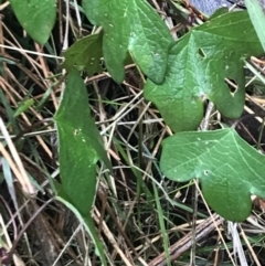 Passiflora cinnabarina at Acton, ACT - 3 Aug 2021