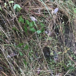 Passiflora cinnabarina at Acton, ACT - 3 Aug 2021