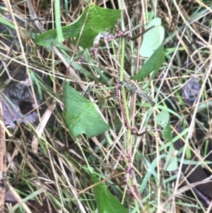 Passiflora cinnabarina at Acton, ACT - 3 Aug 2021