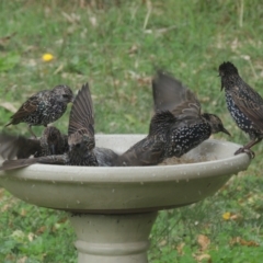 Sturnus vulgaris (Common Starling) at Pollinator-friendly garden Conder - 10 Apr 2021 by michaelb