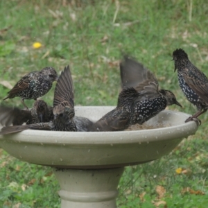 Sturnus vulgaris at Conder, ACT - 10 Apr 2021 12:35 PM