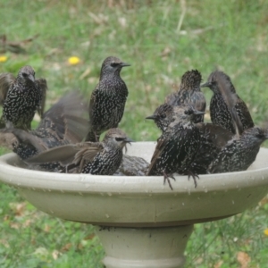 Sturnus vulgaris at Conder, ACT - 10 Apr 2021 12:35 PM