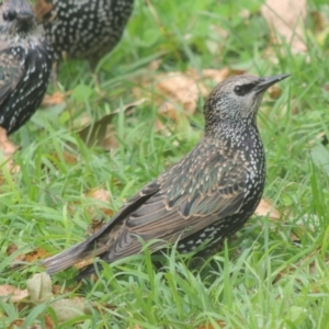 Sturnus vulgaris at Conder, ACT - 10 Apr 2021 12:35 PM