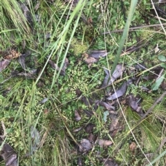 Chiloglottis sp. (A Bird/Wasp Orchid) at Black Mountain - 3 Aug 2021 by Tapirlord