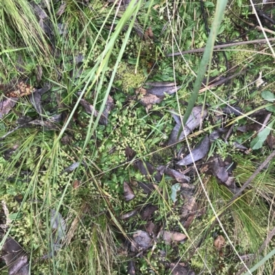 Chiloglottis sp. (A Bird/Wasp Orchid) at Black Mountain - 3 Aug 2021 by Tapirlord