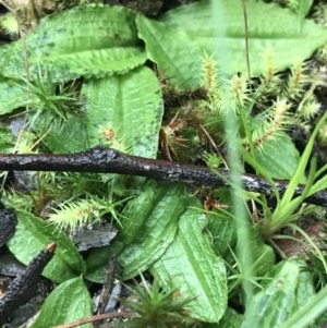 Chiloglottis sp. at Acton, ACT - 3 Aug 2021