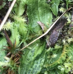 Chiloglottis sp. at Acton, ACT - suppressed