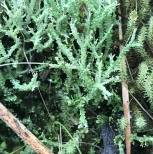 Cladonia sp. (genus) at Acton, ACT - 3 Aug 2021