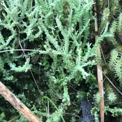 Cladonia sp. (genus) (Cup Lichen) at Black Mountain - 3 Aug 2021 by Tapirlord