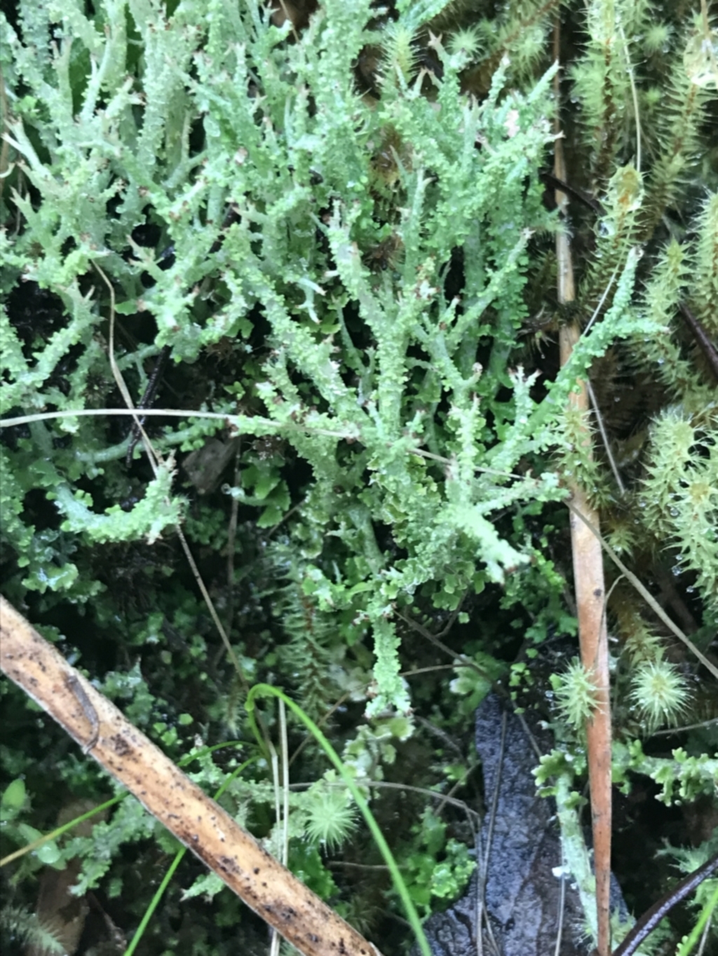 Cladonia sp. (genus) at Acton, ACT - 3 Aug 2021
