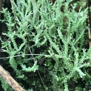 Cladonia sp. (genus) at Acton, ACT - 3 Aug 2021 10:40 AM