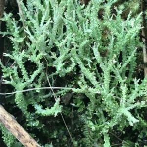 Cladonia sp. (genus) at Acton, ACT - 3 Aug 2021