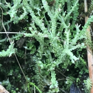 Cladonia sp. (genus) at Acton, ACT - 3 Aug 2021