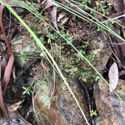 Pomax umbellata (A Pomax) at Black Mountain - 3 Aug 2021 by Tapirlord