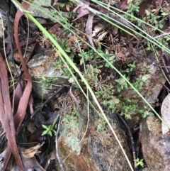 Pomax umbellata at Acton, ACT - 3 Aug 2021 10:52 AM