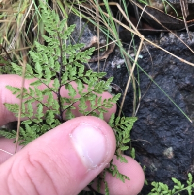 Cheilanthes austrotenuifolia (Rock Fern) at Acton, ACT - 3 Aug 2021 by Tapirlord