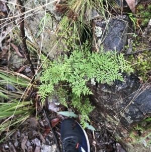 Cheilanthes austrotenuifolia at Acton, ACT - 3 Aug 2021 10:53 AM