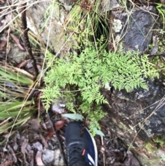 Cheilanthes austrotenuifolia at Acton, ACT - 3 Aug 2021