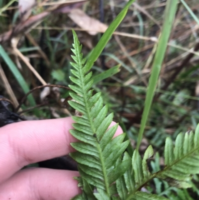 Pteridium esculentum (Bracken) at Black Mountain - 3 Aug 2021 by Tapirlord