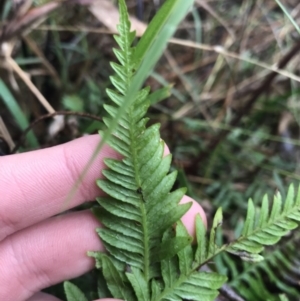 Pteridium esculentum at Acton, ACT - 3 Aug 2021