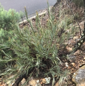 Stypandra glauca at Downer, ACT - 3 Aug 2021 11:00 AM