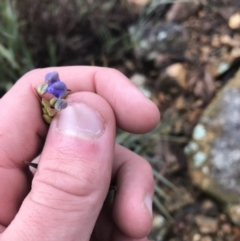 Stypandra glauca at Downer, ACT - 3 Aug 2021 11:00 AM