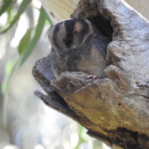 Aegotheles cristatus at Acton, ACT - 6 Aug 2021 02:18 PM