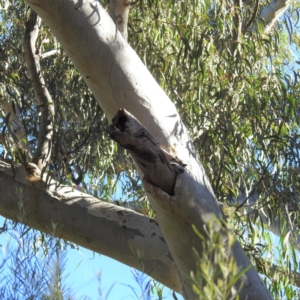 Aegotheles cristatus at Acton, ACT - 6 Aug 2021 02:18 PM