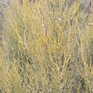 Omphacomeria acerba at Cotter River, ACT - 3 Aug 2021 02:26 PM