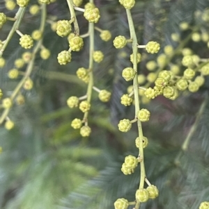 Acacia decurrens at Weetangera, ACT - 19 Jul 2021 04:25 PM