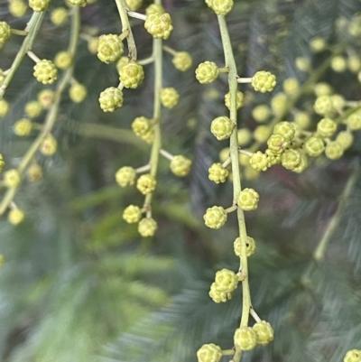 Acacia decurrens (Green Wattle) at The Pinnacle - 19 Jul 2021 by JaneR