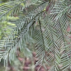 Acacia decurrens at Weetangera, ACT - 19 Jul 2021 04:25 PM